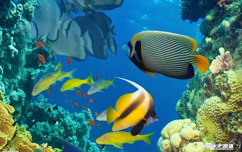 养殖环境对鱼类理化性质与生活习性的塑造及水环境污染防治服务